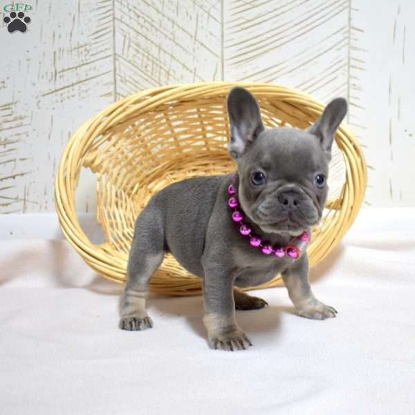 Daisy, French Bulldog Puppy